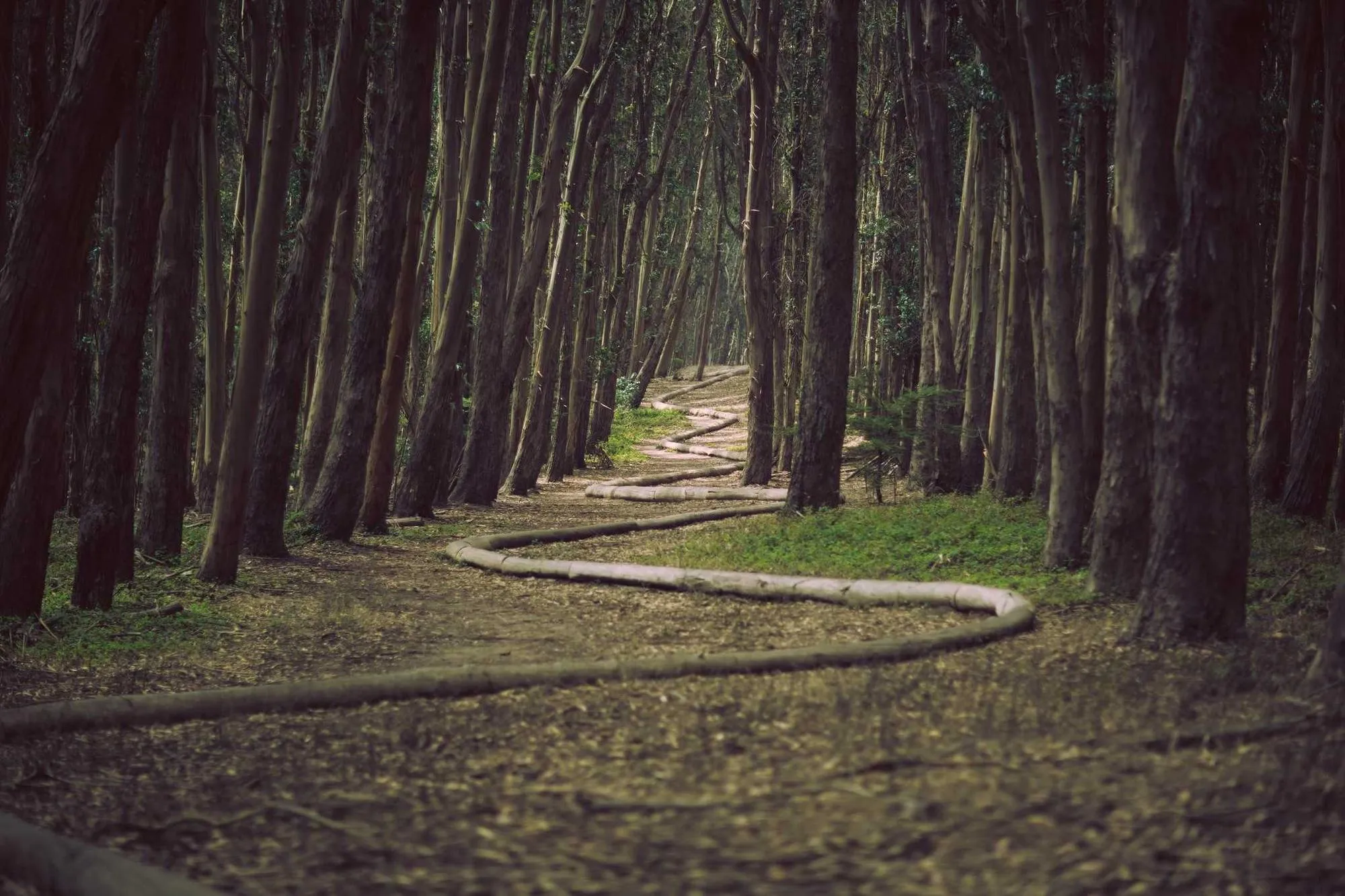 Sous les pins