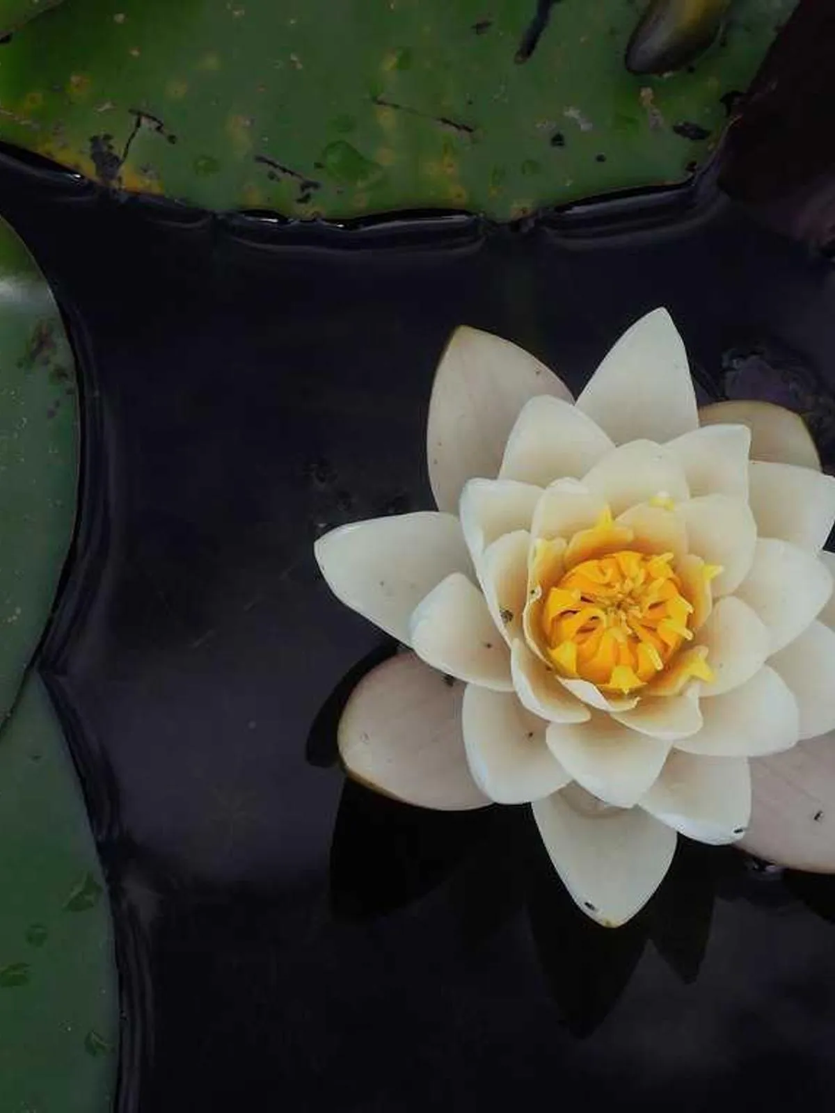 Nymphéa sur l'eau noire