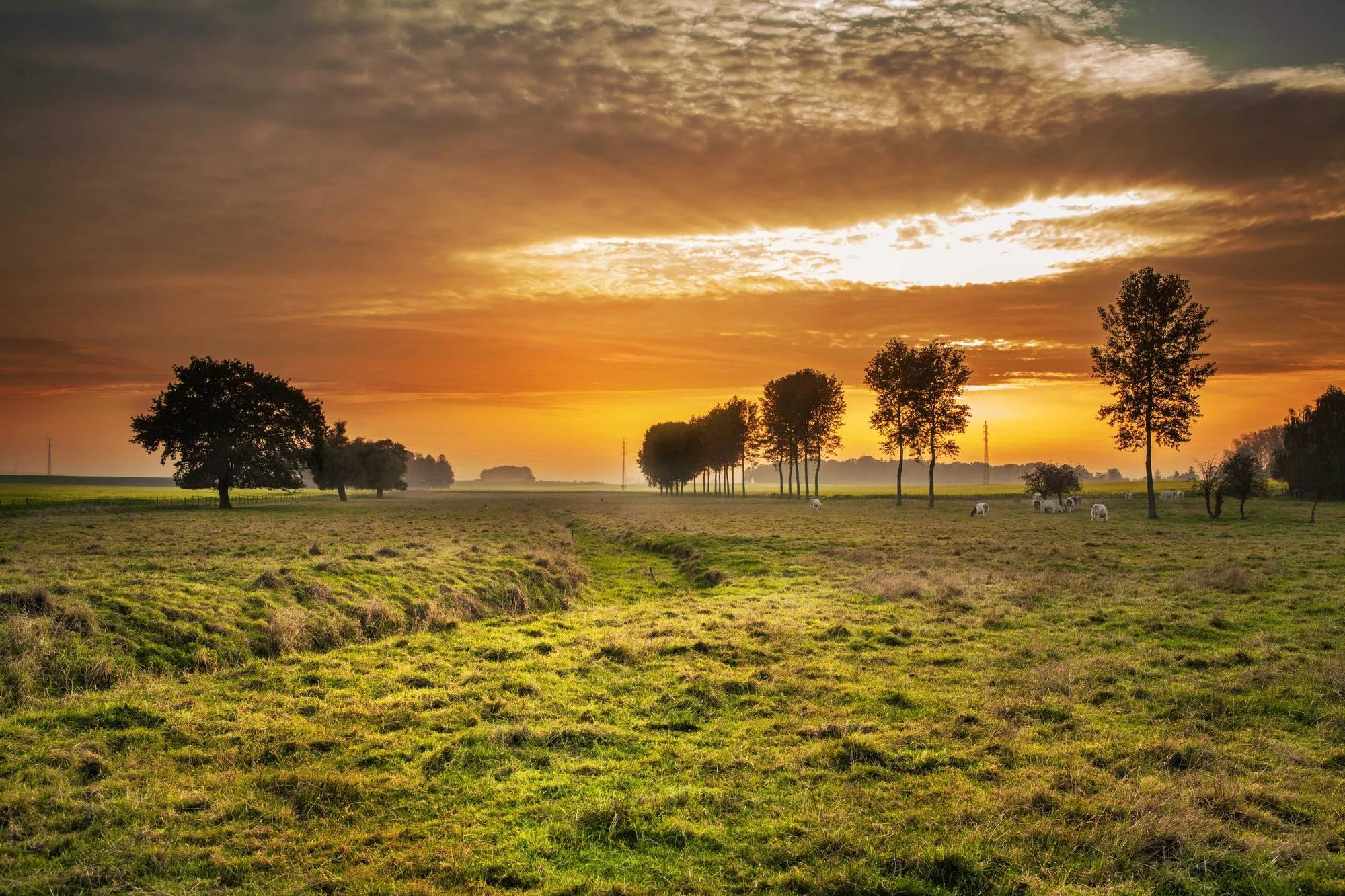 Entre chien et loup, plaine de l'Adour