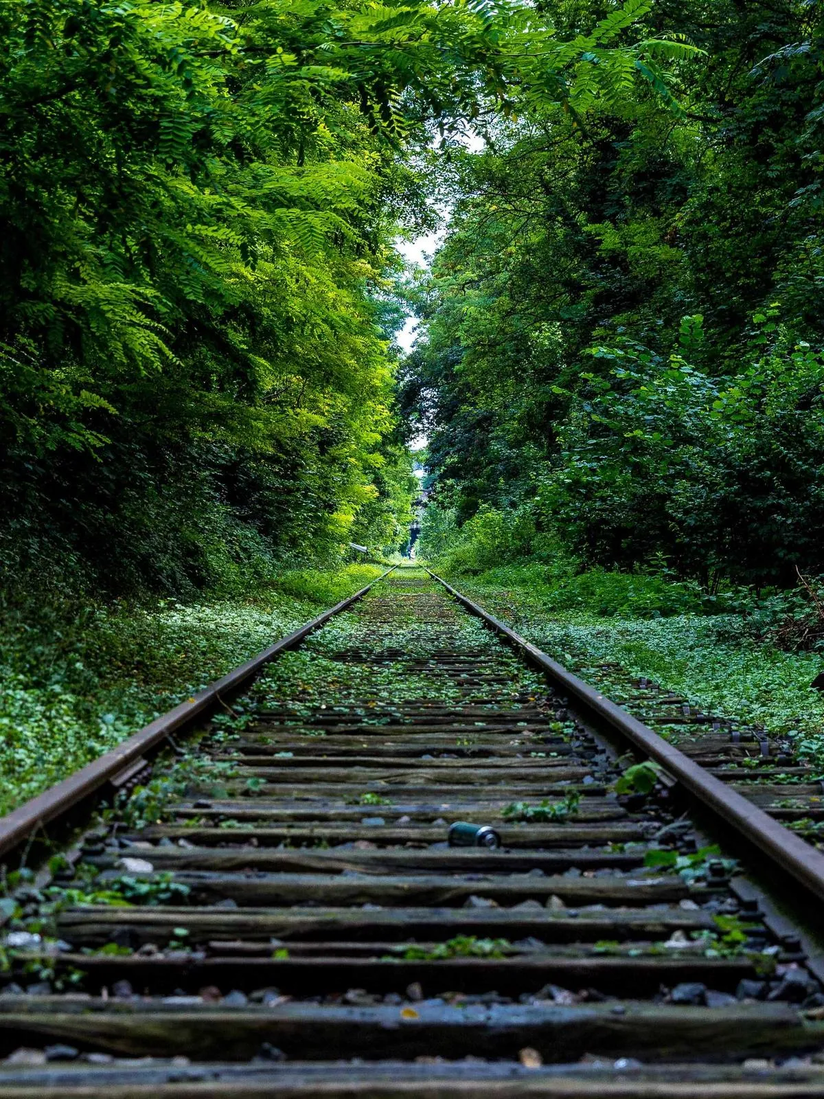 Le tunnel vert, printemps